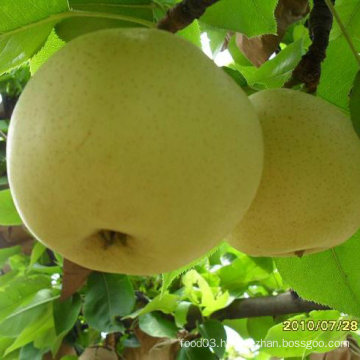 Good Quality of Chinese Fresh Golden Pear